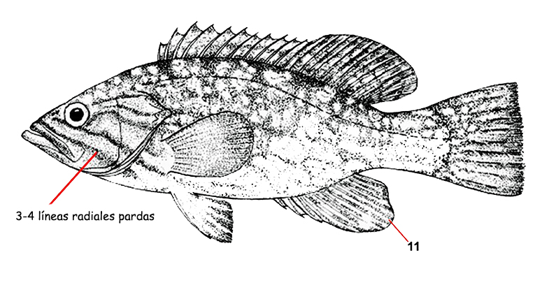 Mycteroperca rubra_001.jpg